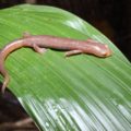 Conservacionistas comunitarios descubren nueva salamandra en Chiapas. 23269749_1507901402621626_296983287_o