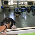 Perros fueron resguardados en las aulas del Instituto de Ciencias Biológicas. 