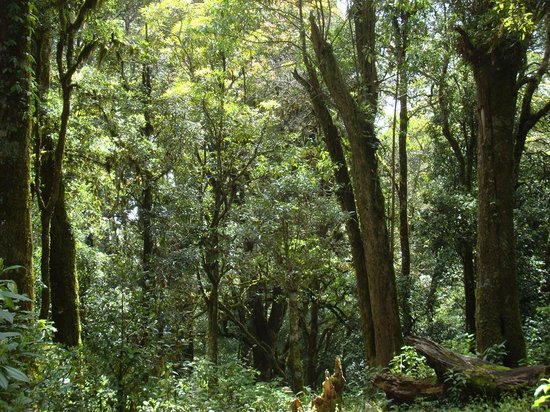 Se consideraba muy afortunada de estar rodeada de vegetación en su casa, era como un oasis, después de un fraccionamiento vecino que no tenía ningún árbol.