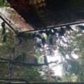 Loros asegurados por la PROFEPA en Palenque