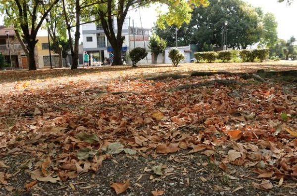 Al escuchar el crujir de las hojas secas a su paso, Alicia intuyó que era una especie de invitación para que regresaran de nueva cuenta, el bosque les esperaba para deleitarlos con los regalos que siempre tiene.