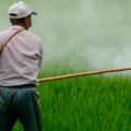 UNAM alerta altas concentraciones de plaguicidas en comunidades rurales de Chiapas (1)