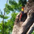 Registra PROFEPA primer avistamiento de anidación de guacamayas rojas en el Parque Nacional de Palenque