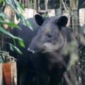 El tapir especie más amenazada y con mayor peligro de extinción que el jaguar y el puma: investigador