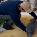 Cría de manatí es rescatado en Catazajá (2)