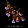 Investigadores documentan más de 700 especies de orquídeas en Chiapas