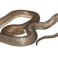 En 1976 en Chiapas encontraron una serpiente dentro de otra serpiente, pero hasta hoy le pusieron nombre