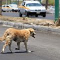 CAMPAÑA-DE-ESTERILIZACIÓN-4-1024x682