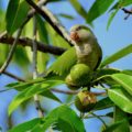 Las aves encuentran enemigos en los de su mismo tipo. En Tuxtla Gutiérrez, una de las especies exóticas invasoras más alarmantes, es la Cotorra Argentina (Myiopsitta monachus), un ave que ha llegado desde Sudamérica a gran parte del mundo, gracias a la irresponsabilidad de los aficionados a mantener estos animales como mascotas. Escapes y liberaciones anárquicas, han puesto a esta ave en sitios donde no debería estar. Entre los daños que ocasiona, se encuentra la competencia por espacios y alimento con las aves nativas, la transmisión de enfermedades, y el daño a la infraestructura, pues al construir sus nidos, acaban con cableados y árboles. 