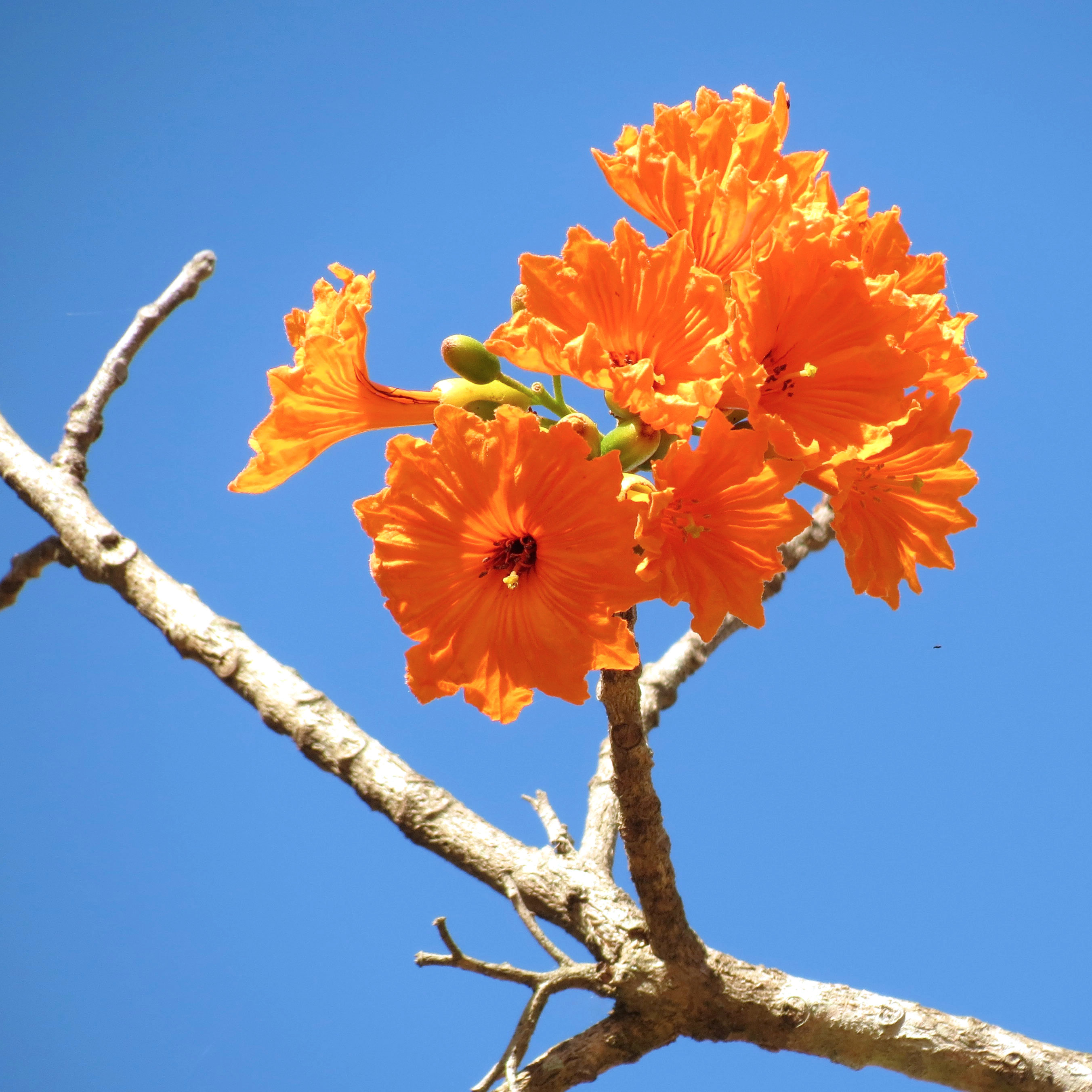 Las 10 especies más adecuadas para reforestar Tuxtla Gutiérrez | Chiapasparalelo Las 10 especies más adecuadas para reforestar Tuxtla Gutiérrez | Chiapasparalelo