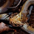 La Alacranera haciendo honor a su nombre; alimentándose de su presa favorita, un Alacrán común (Centruroides chiapanensis). © Daniel Pineda Vera.