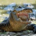 Cocodrilo en peligro de extinción falleció en el Cañón del Sumidero por ingerir plástico.

Foto: Cortesía