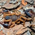 El Alacrán Chiapaneco (Centruroides chiapanensis), la especie más frecuente de escorpión en el Estado de Chiapas, aquella que suele habitar casas, ranchos y bordes de selvas. © Daniel Pineda Vera. 
