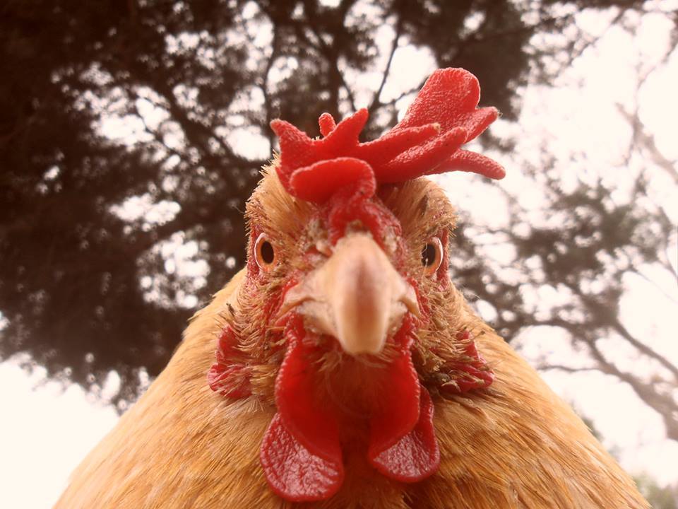 Uno de los paisajes que más la deleitaba cada tarde era contemplar cómo las gallinas iban buscando el lugar para dormir entre las ramas de los árboles.