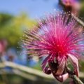 Flor de Sospó (Pseudobombax ellipticum; Malvaceae) - © Ken Fern