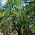 Sabino, Tule, Ahuehuete (Taxodium huegelii; Cupressaceae) - © Wikimedia Commons