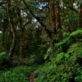 Con tanta riqueza forestal en Chiapas, de la cual existen ya especies viables para su propagación y plantación, ¿por qué enfrascarnos en un puñado de especies? ¿Por qué elegir especies extranjeras? © Daniel Pineda Vera