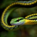 La Ranera Gargantilla (Leptophis diplotropis), es una de las serpientes más hermosas de México, habitante de las zonas arboladas y bejuqueros que se encuentran cerca de cuerpos de agua, ya sean pozas, ríos o arroyos, donde caza ranas y lagartijas, su alimento preferido. Es inofensiva, aunque de carácter irritable. Es una de las muchas especies que la gente engloba con el nombre de "Bejuquilla". © Daniel Pineda Vera, 2016.