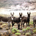 © Cuatro soberbios burros. Tomado de: https://bucker125.wordpress.com/2017/04/23.