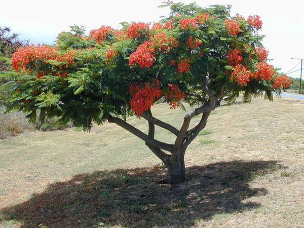 La mayor parte de los árboles que les rodeaban eran de Flamboyán, estaban en su esplendor, con las ramas llenas de flores en tonos rojo y naranja. Era como una especie de arcos que les daban paso al ir caminando.