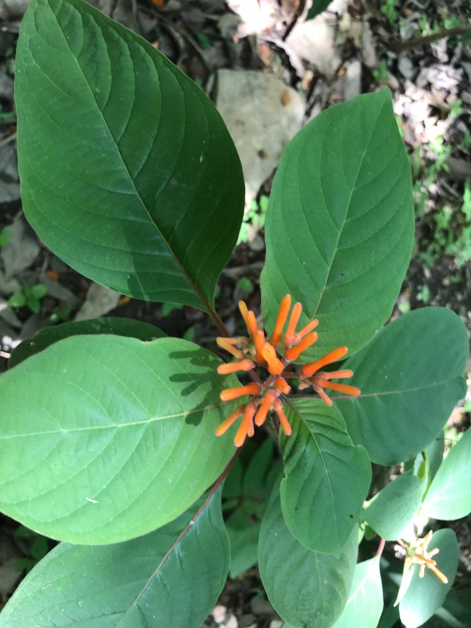 Plantas Nativas Para Sanar Problemas Respiratorios Y Estomacales