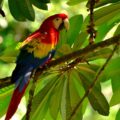 Guacamaya Roja (Ara macao), ave a la cual erróneamente se le considera una especie "exótica". Esta especie es nativa de Chiapas, anteriormente habitaba la región Selva Lacandona y Costa de Chiapas, en esta última fue extirpada por la destrucción de su hábitat, la cacería y comercio y tráfico ilegal de la especie, debido a la gran demanda existente para ser mantenida como mascota. ©Daniel Pineda Vera, 2019.