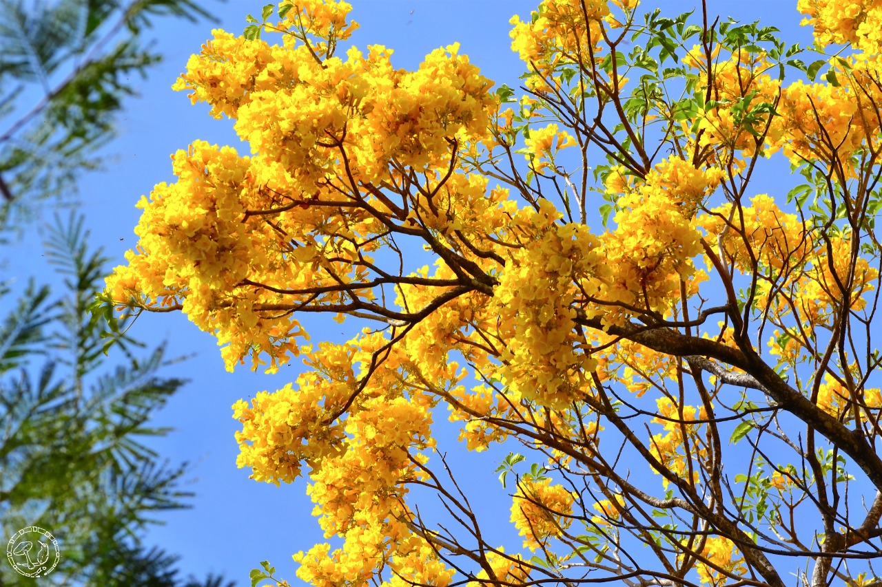 A su paso observó cómo los árboles estaban mudando de hojas, una señal de que la primavera estaba cerca. 