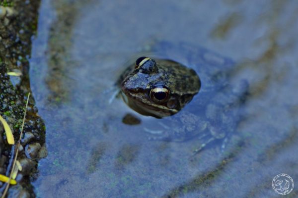 Se quedó pensando si la visita de la rana traía algún mensaje específico, como cuando en las culturas prehispánicas asociaban al croar de las ranas con la llegada de las lluvias.