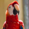 Guacamaya Roja 

Foto: SEMAHN