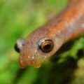  Las salamandras, mejor conocidas localmente como "Salamanquesas" o "Niños", son anfibios muy poco conocidos, e irónicamente, muy temidos entre la población. Si bien no existe ninguna especie en Tuxtla Gutiérrez, es posible encontrarlas en municipios cercanos a la ciudad capital. © Daniel Pineda Vera. 