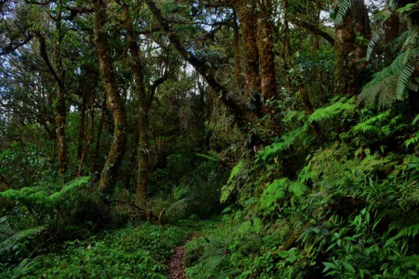 Mientras seguían en el alegato, Pilar sonreía, ya imaginaba que algo así sucedería. Su vista se perdió en la contemplación de los diferentes pinos que daban cobijo a las aves que continuaban su cantar. Nada mejor que escuchar los conciertos naturales en compañía de la familia, pensó para sí.