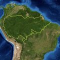 240px-Amazon_rainforest