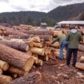 Tala ilegal de madera