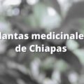 Plantas medicinales de Chiapas