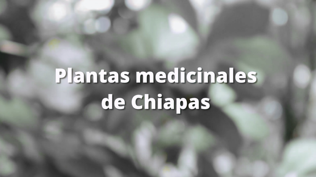 Plantas medicinales de Chiapas | Chiapasparalelo