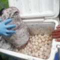 Detienen sujeto que traficaba 400 huevos de tortuga