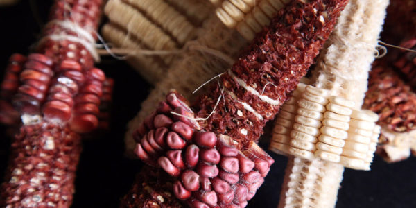 Esa mañana amaneció nublado, con mucho viento y  una brizna de lluvia, el clima era frío. Mariela se percató de esta sensación friecita cuando abrió la ventana, a lo lejos estaba su papá entre la milpa cortando elotes.