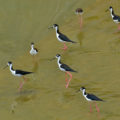  Monjitas (Himantopus mexicanus), hermosas y carismáticas aves que en años recientes han visitado el Río Sabinal. 

Por Daniel Pineda Vera