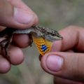 Abaniquillo o Anolis Yanki (Norops unilobatus), especie nativa anteriormente abundante en jardines, parques y matorrales y selvas de Tuxtla Gutiérrez, hoy en día desplazado por el Abaniquillo Café. Nótese la papada con diferente color. © Daniel Pineda Vera. 