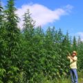 Cáñamo de cannabis, la esperanza del campo mexican

Cortesia