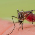 Dengue