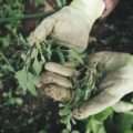 Tener un cultivo propio ayuda a reducir estrés en los seres humanos y las plantas