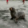Liberan en Galápagos a lobos marinos varados en Chiapas