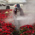 Nochebuena, la flor mexicana que Estados Unidos hipertecnificó