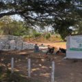 En crisis maiceros de Chiapas, podrían perder la cosecha Los coyotes al acecho