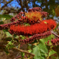 Vista general de las hermosas e impresionantes espigas florales del Cepillo (Combretum fruticosum), en un terreno al sur de Tuxtla Gutiérrez, Chiapas. © Daniel Pineda Vera.