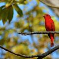 Pie de imagen: Macho adulto de Avispero Cardenalito (Piranga rubra) en todo su esplendor, observado en el parque Joyyo Mayu, donde es muy común. © Daniel Pineda Vera, 2019.
