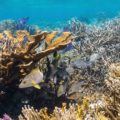 Arrecife mesoamericano: se deteriora la salud de la segunda barrera de coral más grande del mundo
