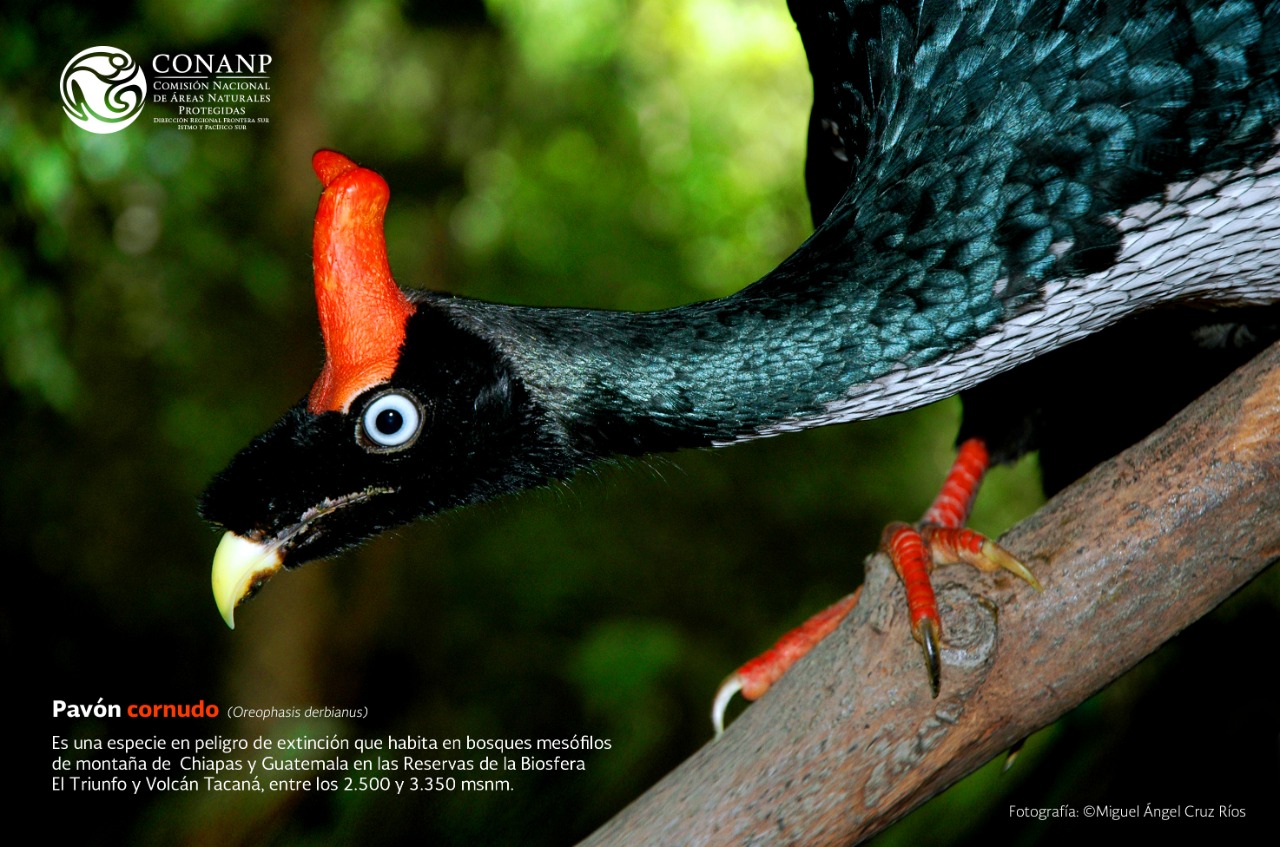 Ave emblema de Chiapas y en peligro de extinción es captada apareándose Chiapasparalelo Ave emblema de Chiapas y en peligro de extinción es captada apareándose Chiapasparalelo