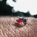 Mosquitos estériles: una apuesta desde la ciencia para contrarrestar el dengue en México.